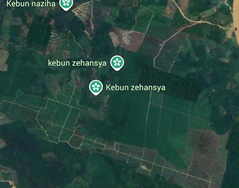 Diduga Disulap Rawa Pucat Kaki: Menjadi Perkebun Kelapa Sawit