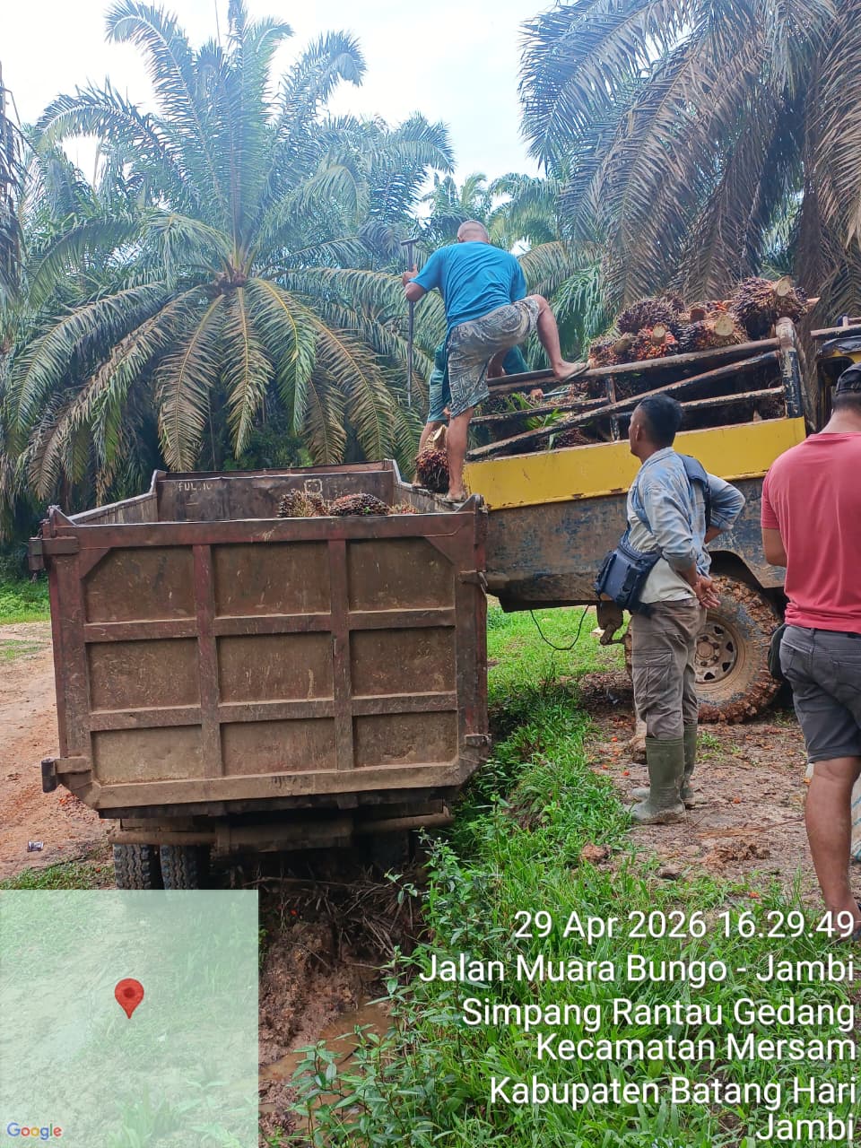 1.002 Hektare Disita Kejagung, Panen Sawit PT DMP Dipertanyakan: Siapa Kelola dan ke Mana Hasilnya?
